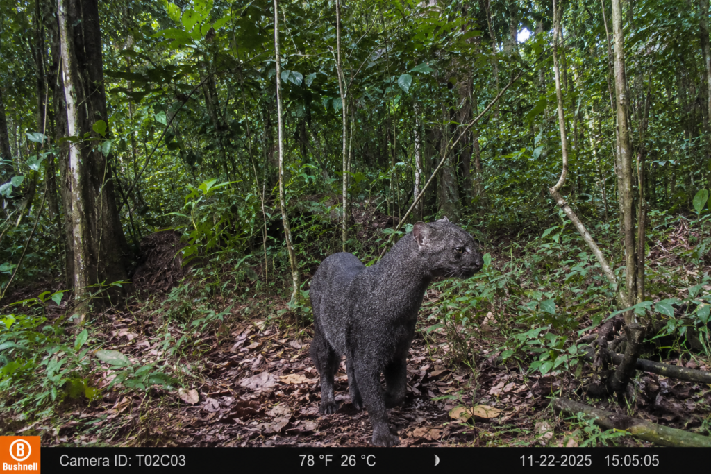 flagrante-inedito-de-jaguarundi-no-para-reforca-alerta-sobre-protecao-de-felinos-silvestres